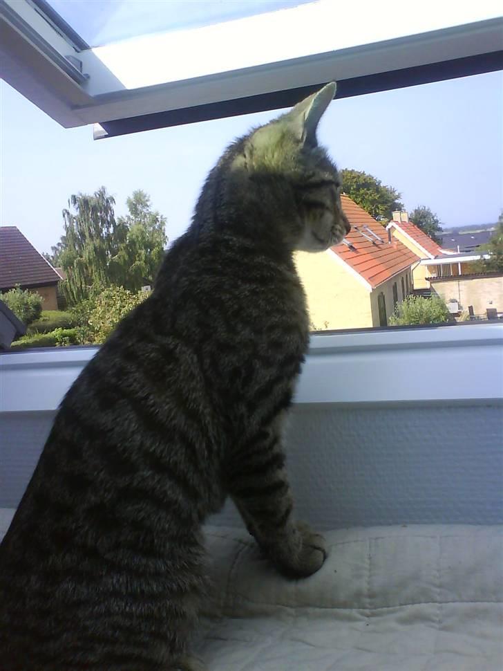 Huskat Nuggi - Min ynglings plads, kom til at falde ud en dag da jeg ville fange en fugl.....Fik den ikke billede 4