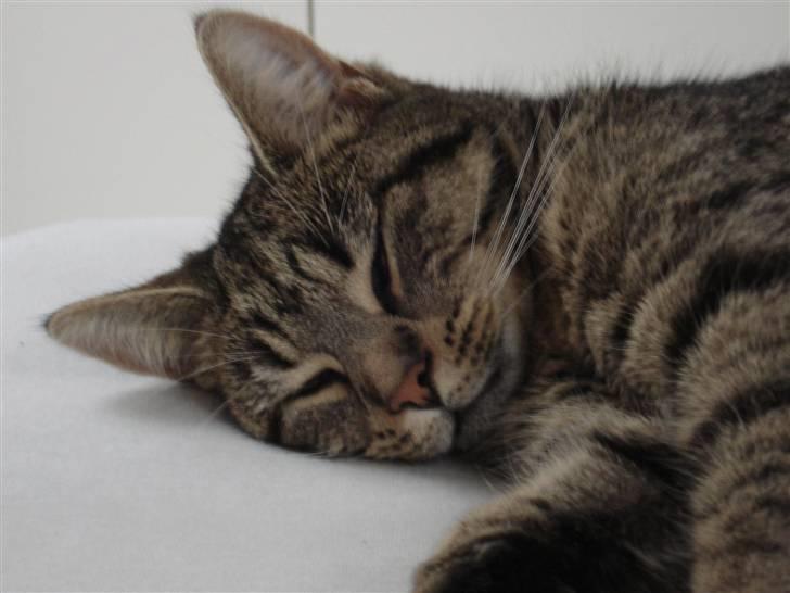 Huskat Nuggi - Sååååå træt billede 5