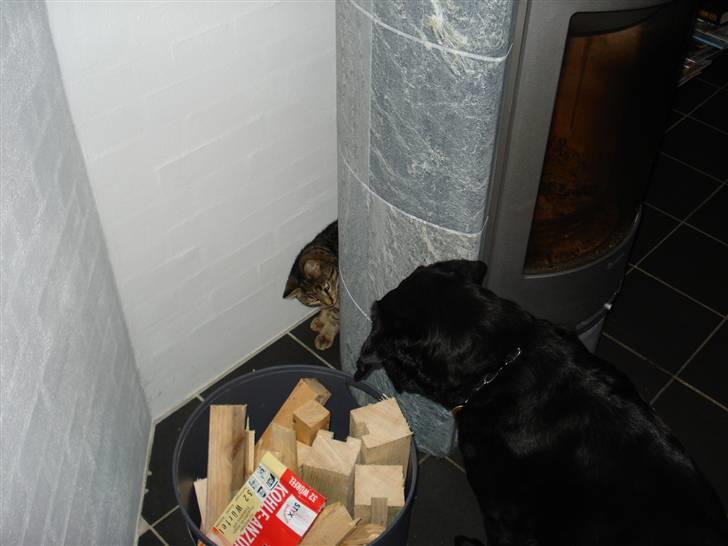 Huskat Nuggi - Kan du finde mig Molly billede 7