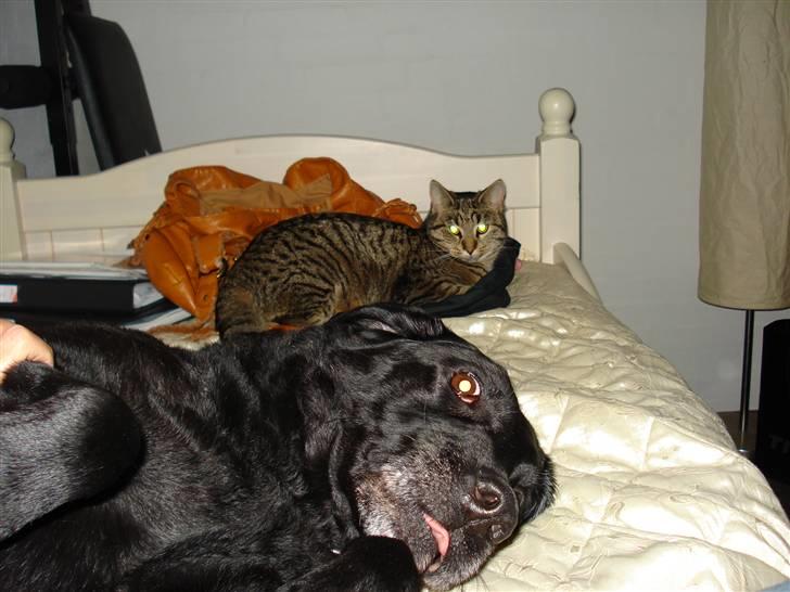 Huskat Nuggi billede 8