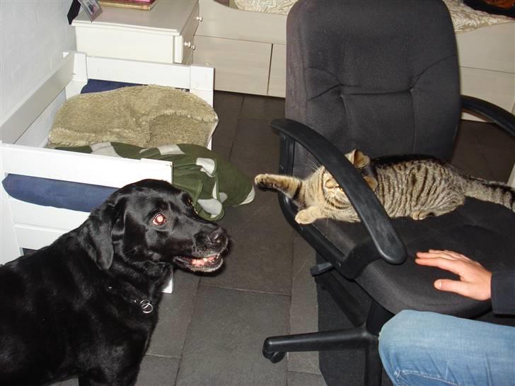 Huskat Nuggi billede 9