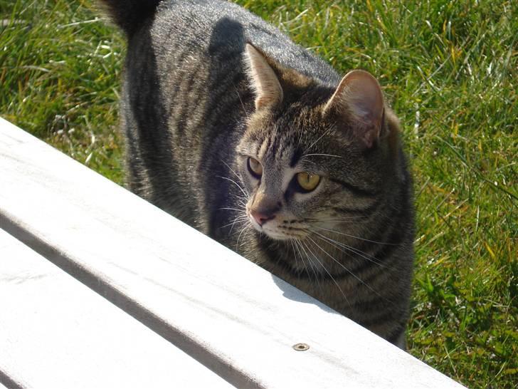 Huskat Nuggi billede 10