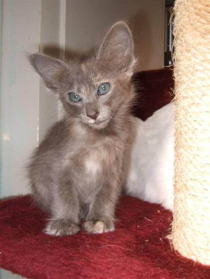 Orientalsk Langhåret CH. Quasana´s Djintan billede 1