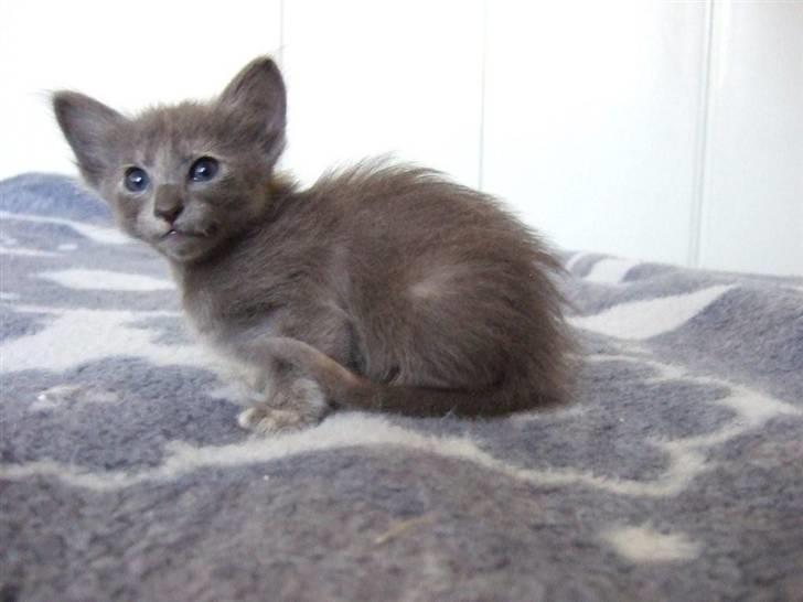 Orientalsk Langhåret CH. Quasana´s Djintan billede 2