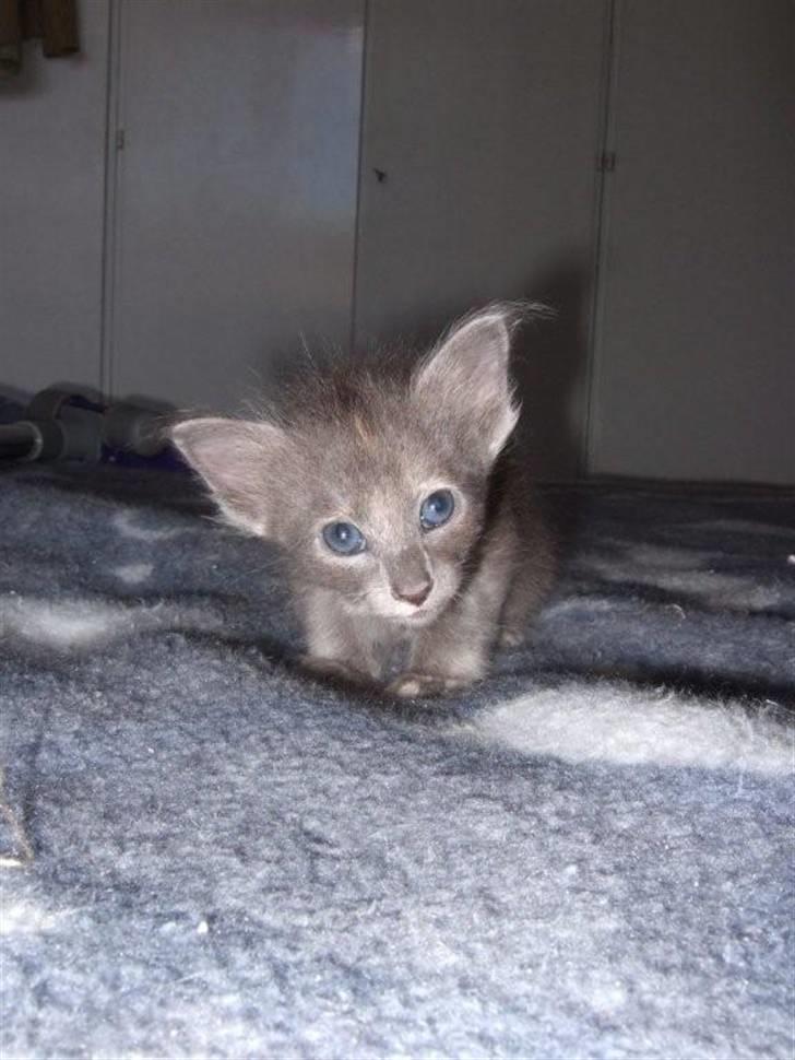 Orientalsk Langhåret CH. Quasana´s Djintan billede 3