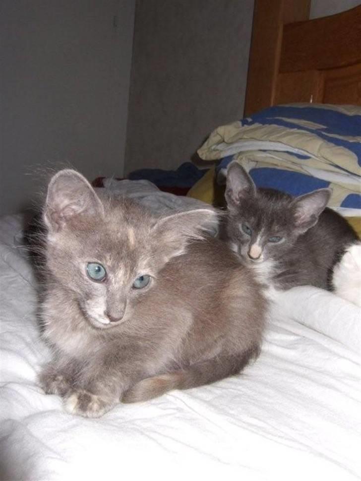 Orientalsk Langhåret CH. Quasana´s Djintan billede 4