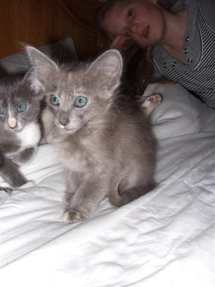 Orientalsk Langhåret CH. Quasana´s Djintan billede 5