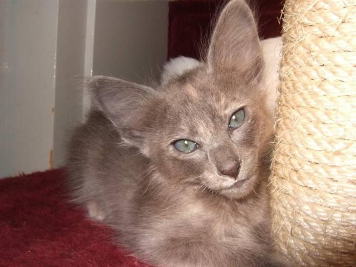 Orientalsk Langhåret CH. Quasana´s Djintan billede 6