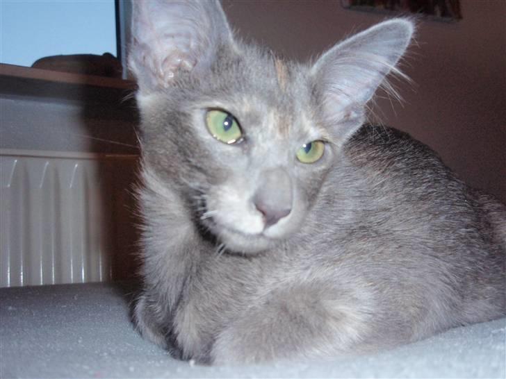 Orientalsk Langhåret CH. Quasana´s Djintan billede 7