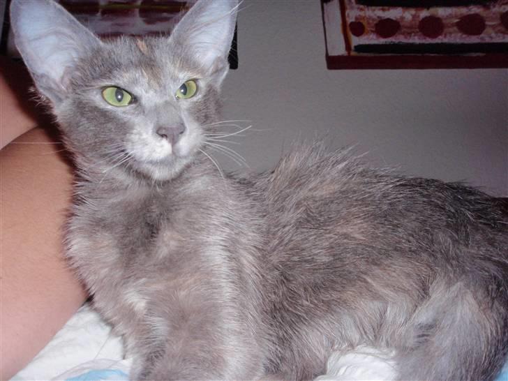 Orientalsk Langhåret CH. Quasana´s Djintan billede 8