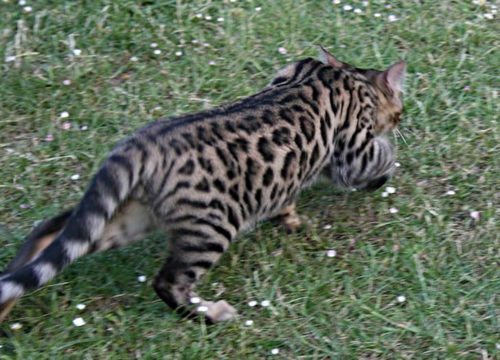 Bengal Divya billede 12