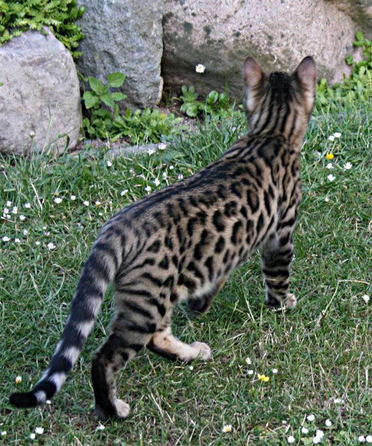 Bengal Divya billede 13