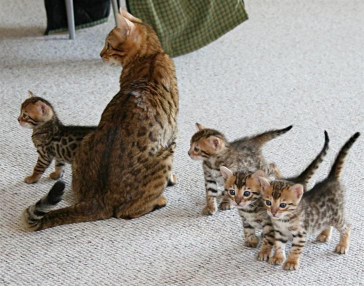 Bengal Divya billede 14