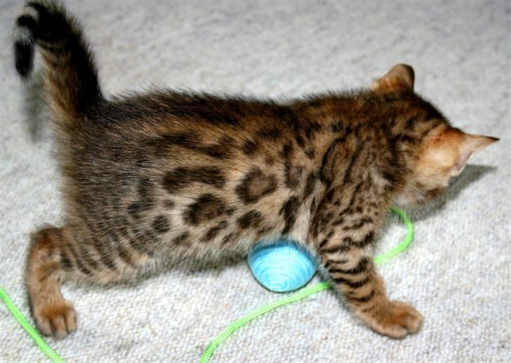 Bengal Divya billede 15