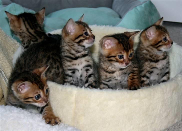 Bengal Divya billede 16