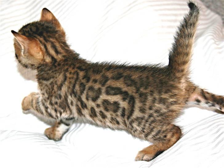 Bengal Divya billede 17