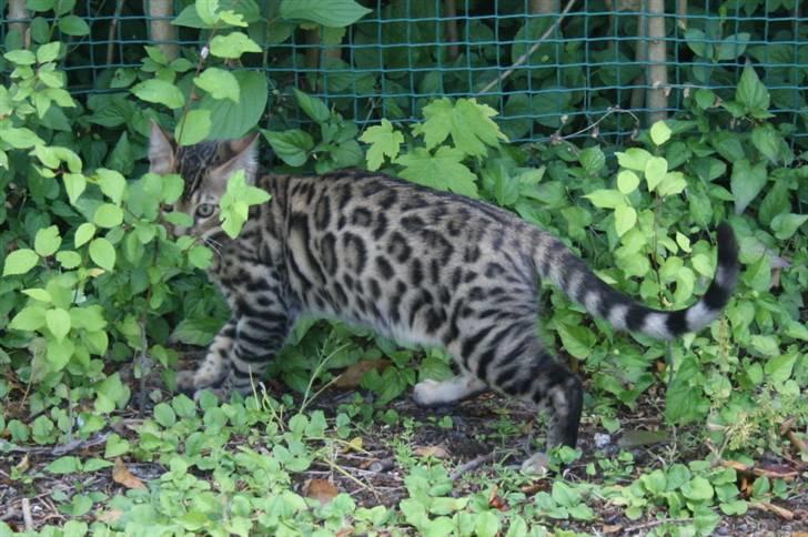 Bengal Divya billede 18