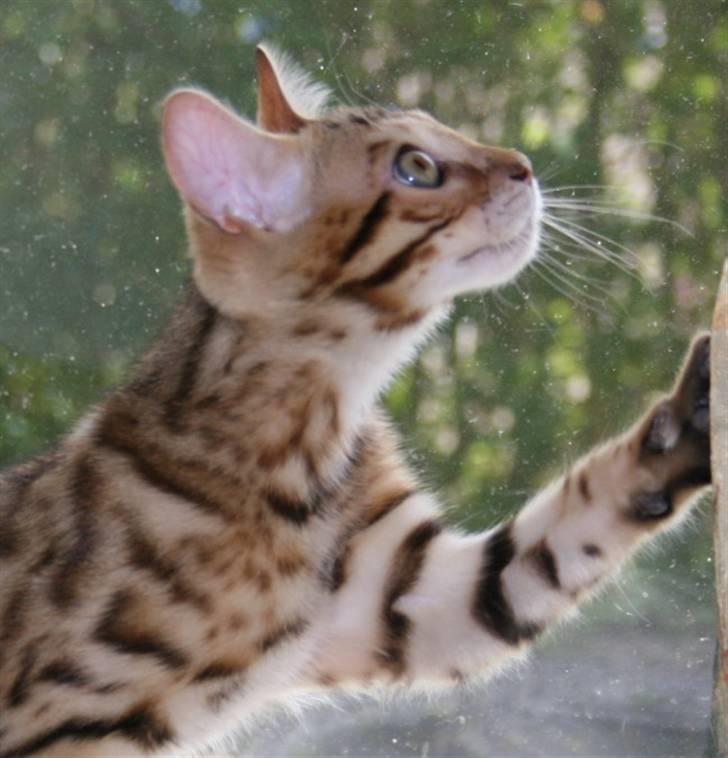 Bengal Divya billede 19