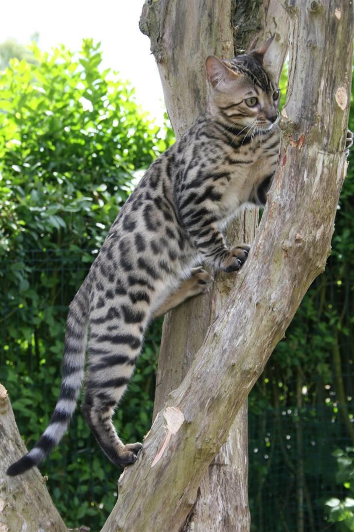 Bengal Divya billede 20