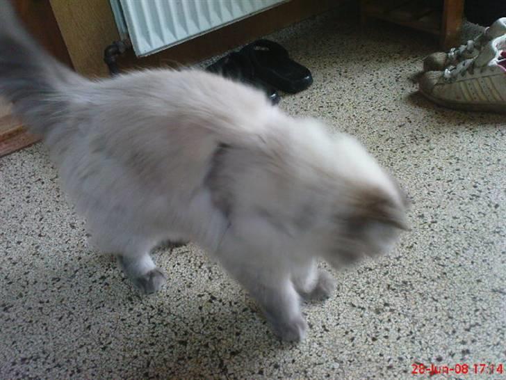 Colorpoint cirkeline - leger med mus billede 6