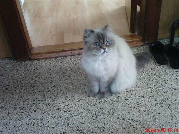 Colorpoint cirkeline - kigger billede 7