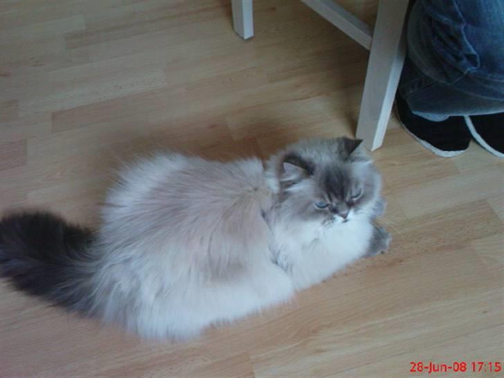 Colorpoint cirkeline - :) billede 8