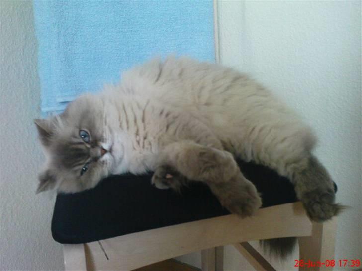 Colorpoint cirkeline - ¨dejlig stol billede 9