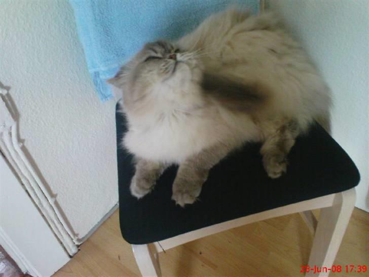 Colorpoint cirkeline - det klør lige der billede 10