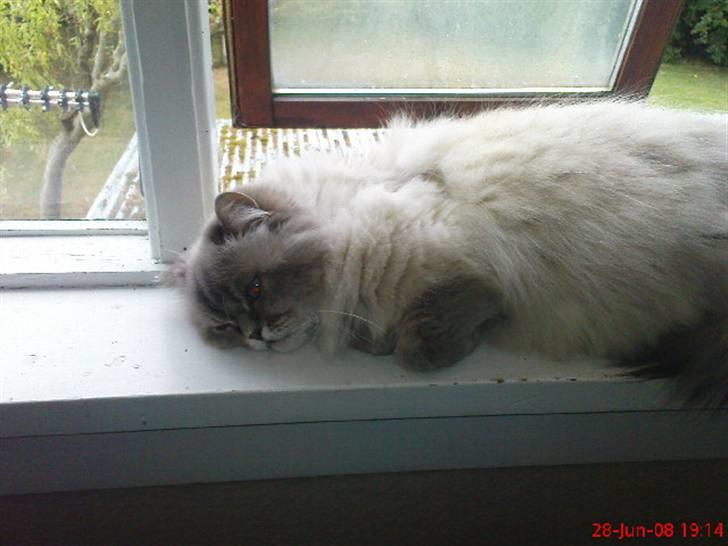 Colorpoint cirkeline - :) billede 11