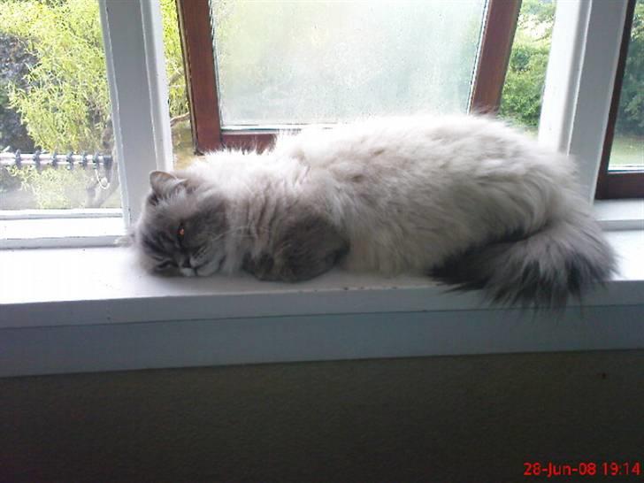 Colorpoint cirkeline - sover <3 billede 12