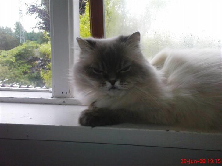 Colorpoint cirkeline - her kan man holde øje med det hele billede 13