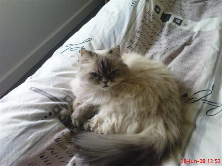 Colorpoint cirkeline - uf her er godt billede 14