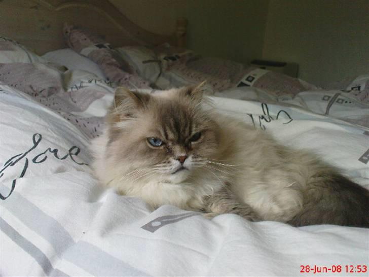 Colorpoint cirkeline - <3 billede 15