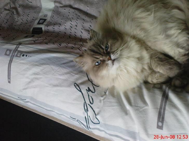 Colorpoint cirkeline - god seng billede 16