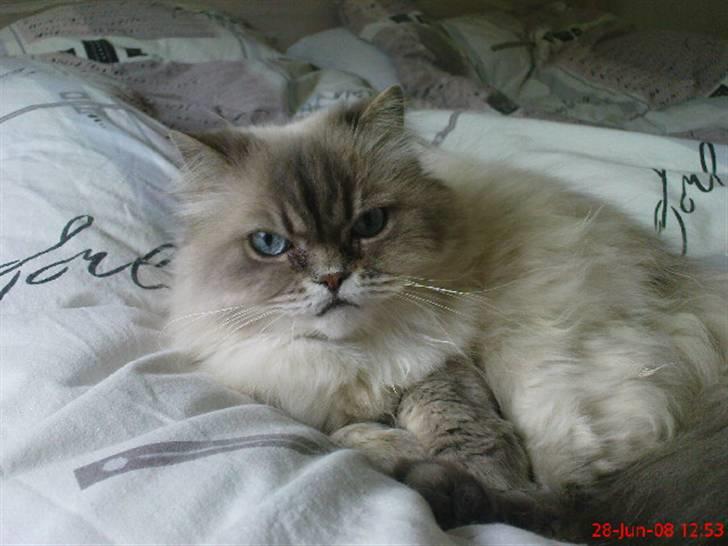 Colorpoint cirkeline - hvor er her blødt billede 17