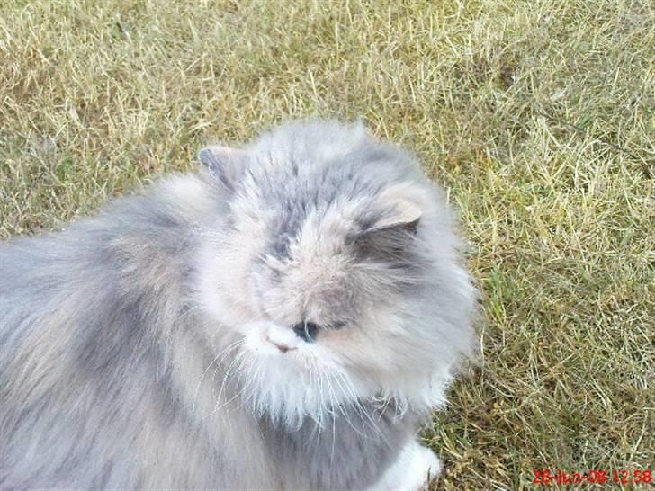 Perser pige - er der noget der over ? billede 6