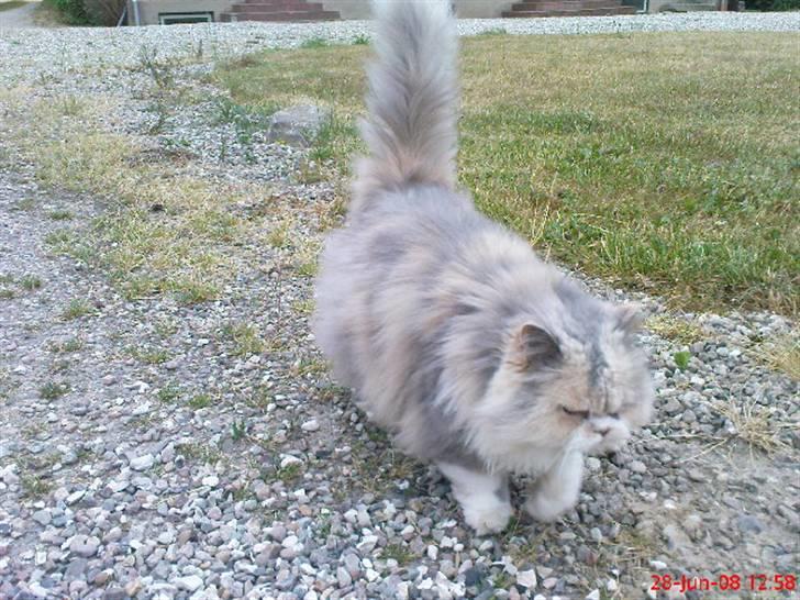 Perser pige - går altså nu billede 7