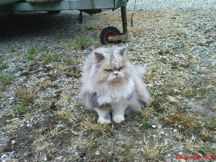 Perser pige - her sider jeg :) billede 8