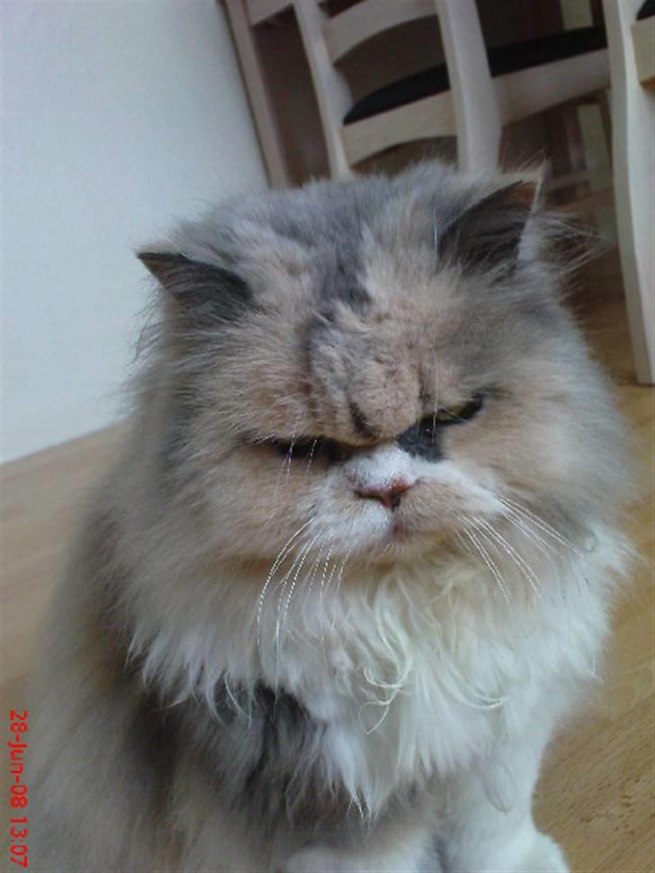 Perser pige - kig kig billede 9