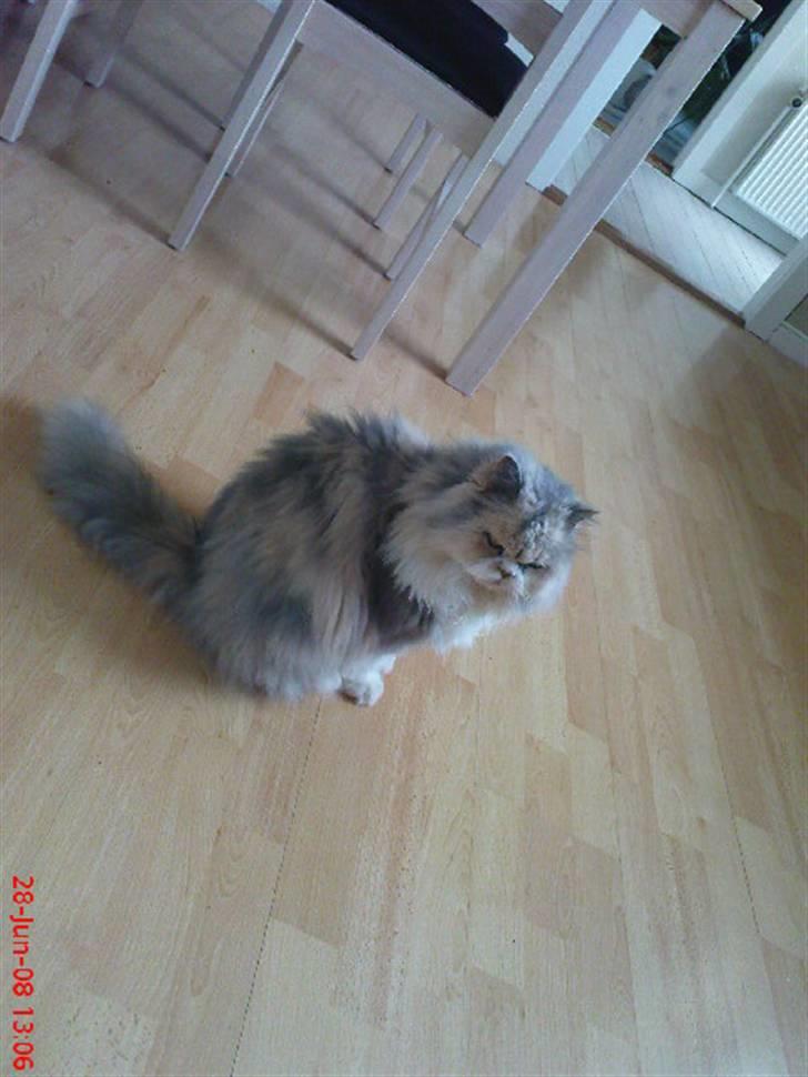 Perser pige - :) billede 10