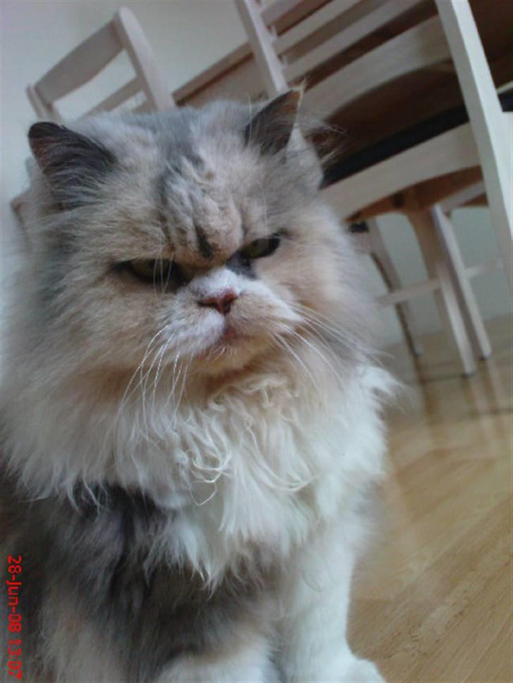 Perser pige - kig kig billede 11