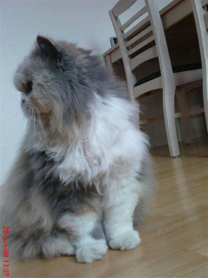 Perser pige - årh hva :) billede 12