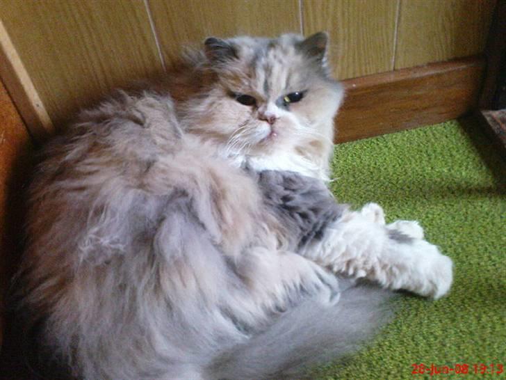 Perser pige - her er dejligt og ligge billede 13