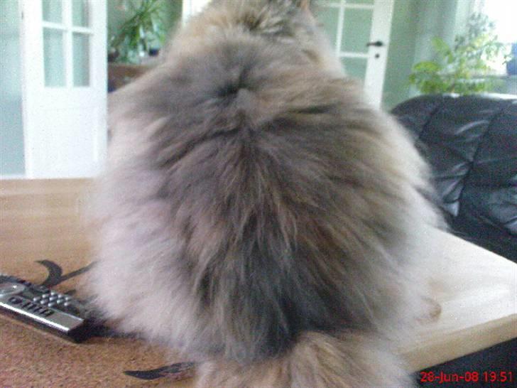 Perser pige - min numse siger sig selv :) billede 14