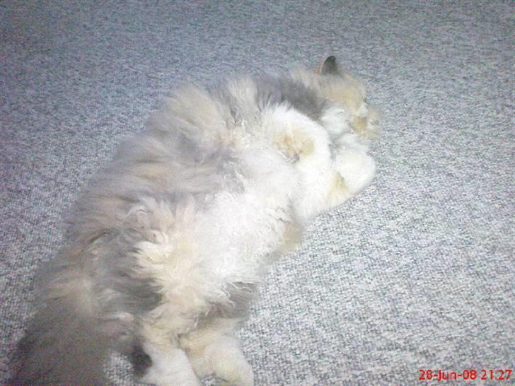 Perser pige - er jeg ikk lækker? billede 15