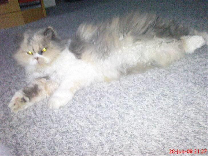 Perser pige - så sød og lækker jeg er:) billede 16