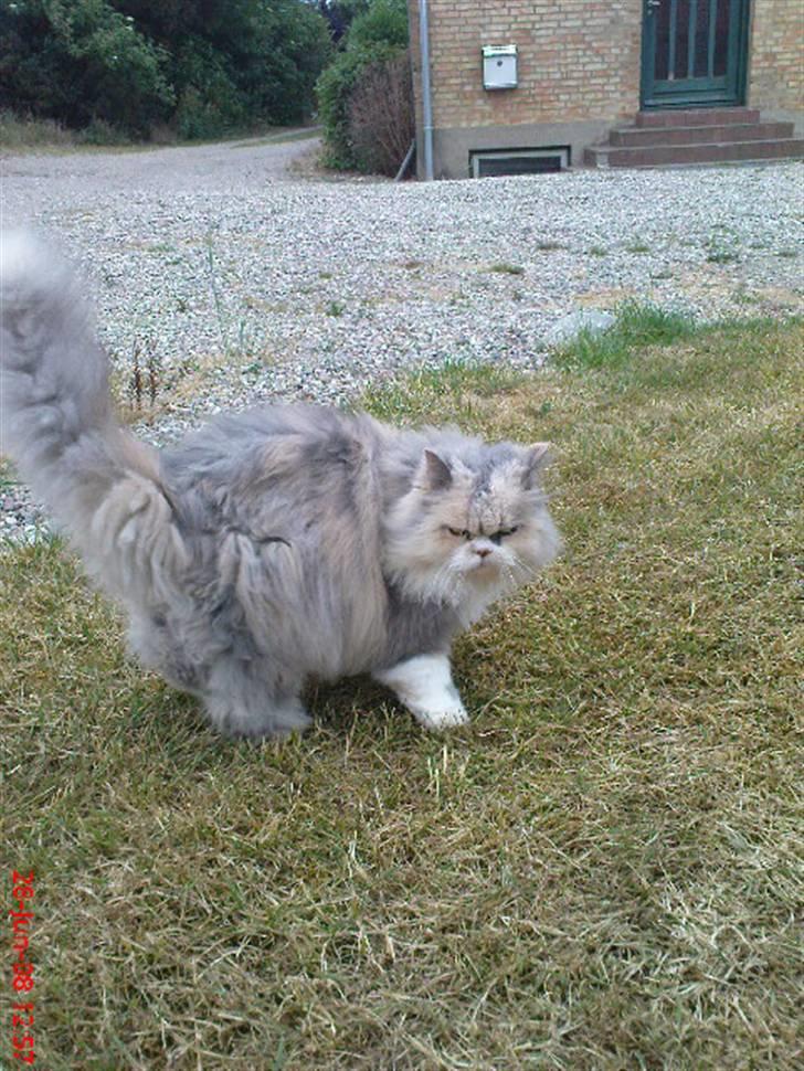 Perser pige - vender lige heeh :) billede 17