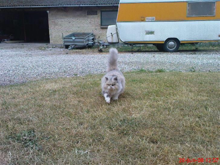 Perser pige - kommer og fanger dig heeh :) billede 18