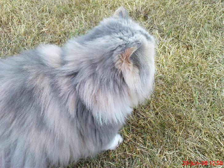 Perser pige - er der noget der over ? billede 19