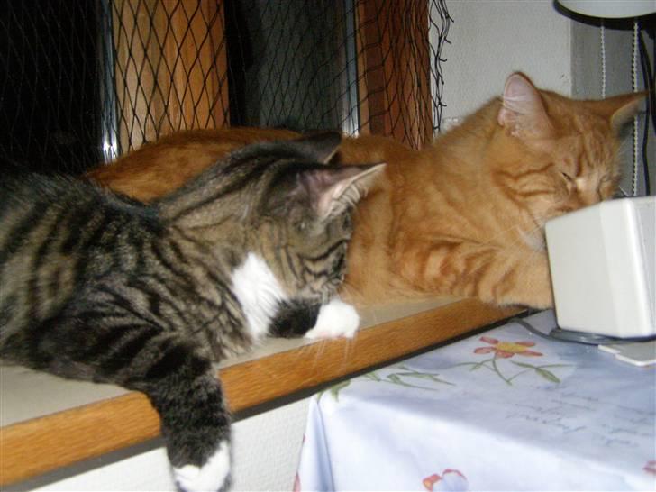 Norsk Skovkat Oskar billede 7